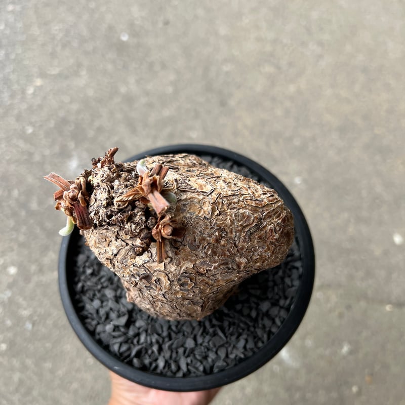 ペラルゴニウム トリステ | STELLA.PLANTS