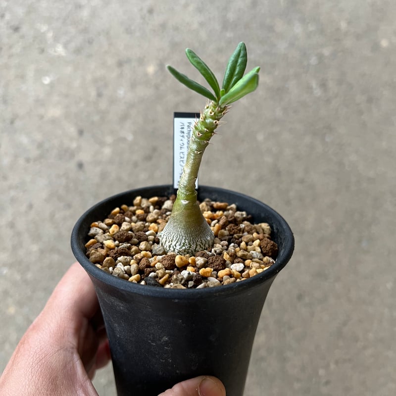 パキポディウム ビスピノーサム | STELLA.PLANTS パキポディウム ビスピノーサム | STELLA.PLANTS