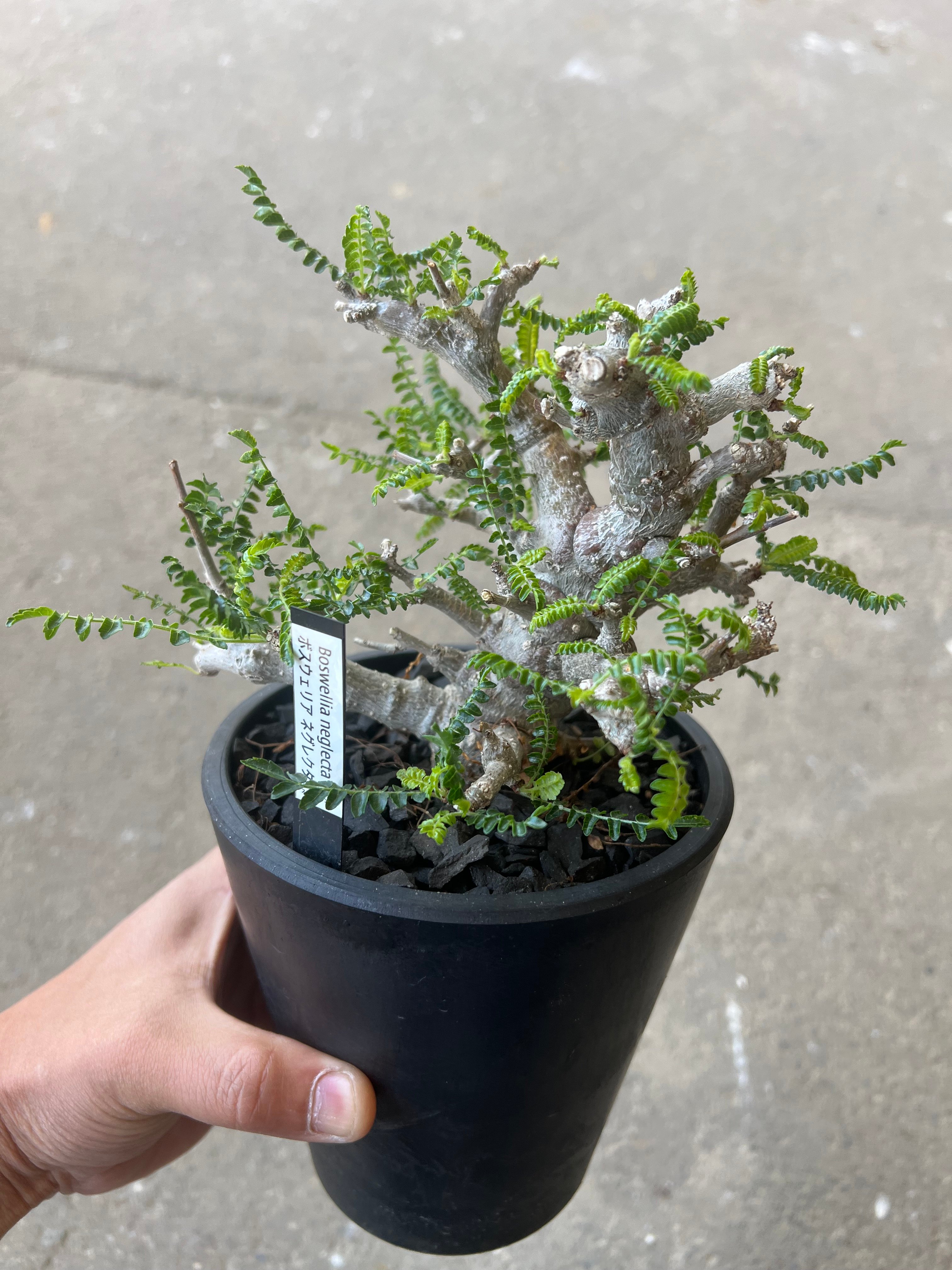 ボスウェリアネグレクタ ボスウェリア ネグレクタ | STELLA.PLANTS