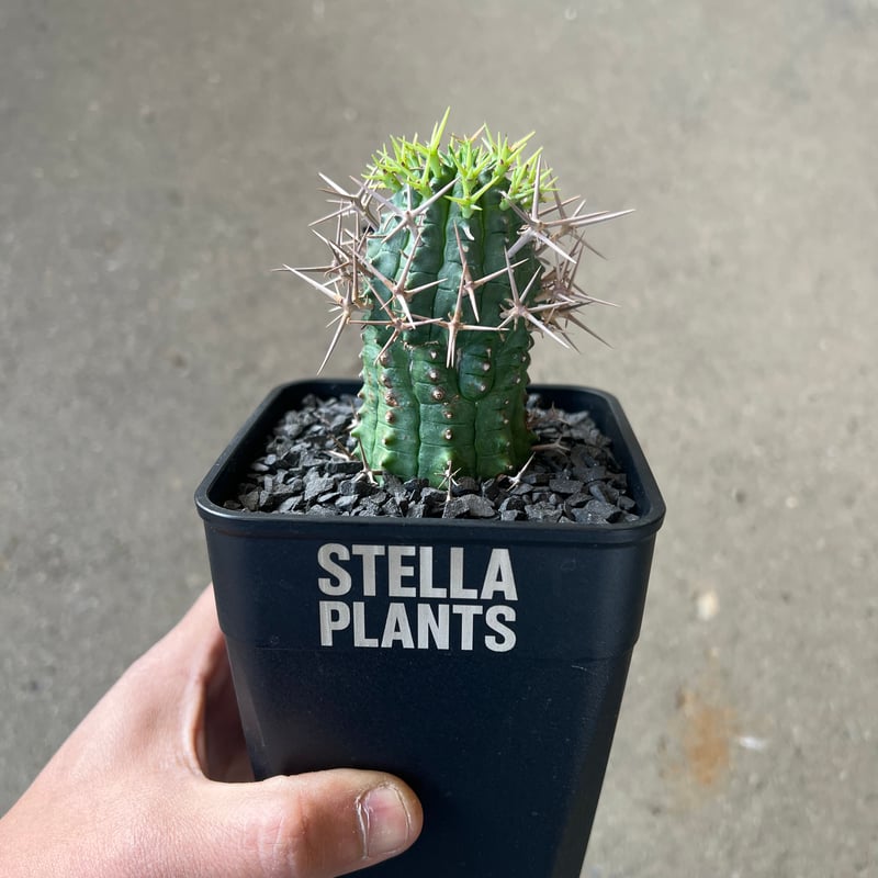 ユーフォルビア 群星冠1 | STELLA.PLANTS