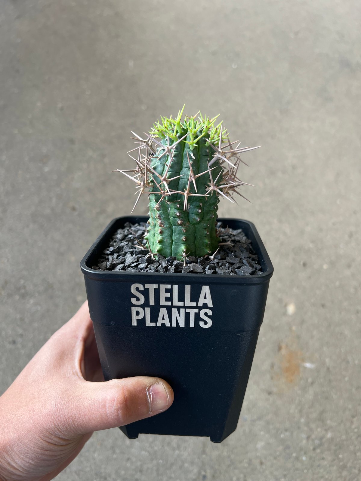 ユーフォルビア　群星冠 ユーフォルビア 群星冠1 | STELLA.PLANTS