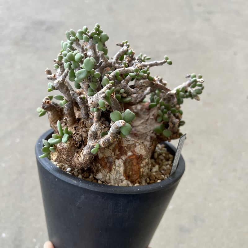 ケラリア ピグマエア | STELLA.PLANTS ケラリア ピグマエア | STELLA.PLANTS