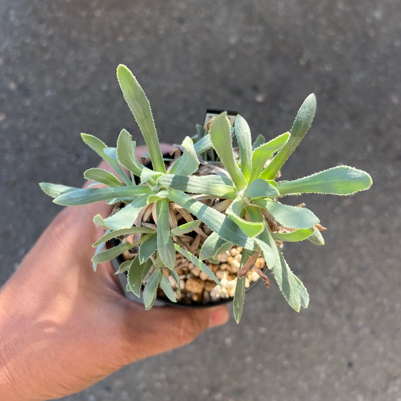 オトンナ レトロルサ 2 | STELLA.PLANTS