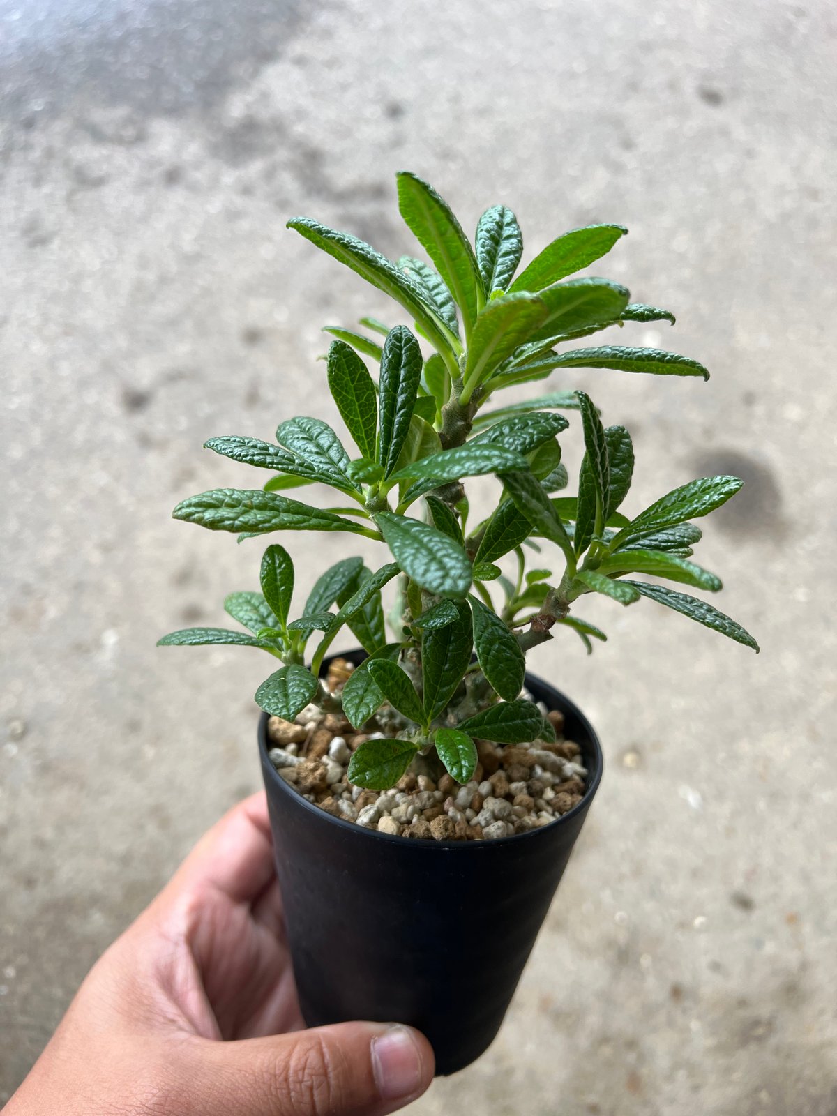 ドルステニア　ギガス ドルステニア ギガス Dorstenia gigas 20230905 | SPG 'for sale'