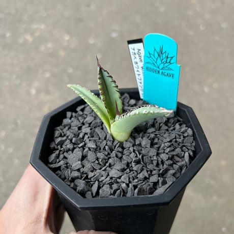 Agave 'White Fang' 3