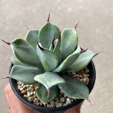 イシスメンシス一本刺タイプ 3