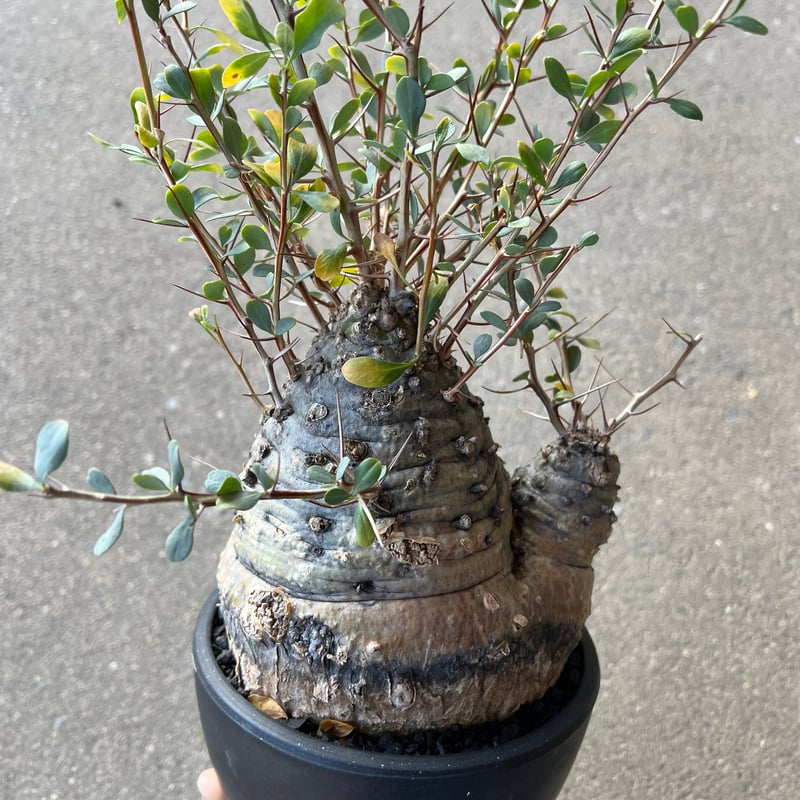 フォークイエリア コルムナリス 観峰玉 | STELLA.PLANTS
