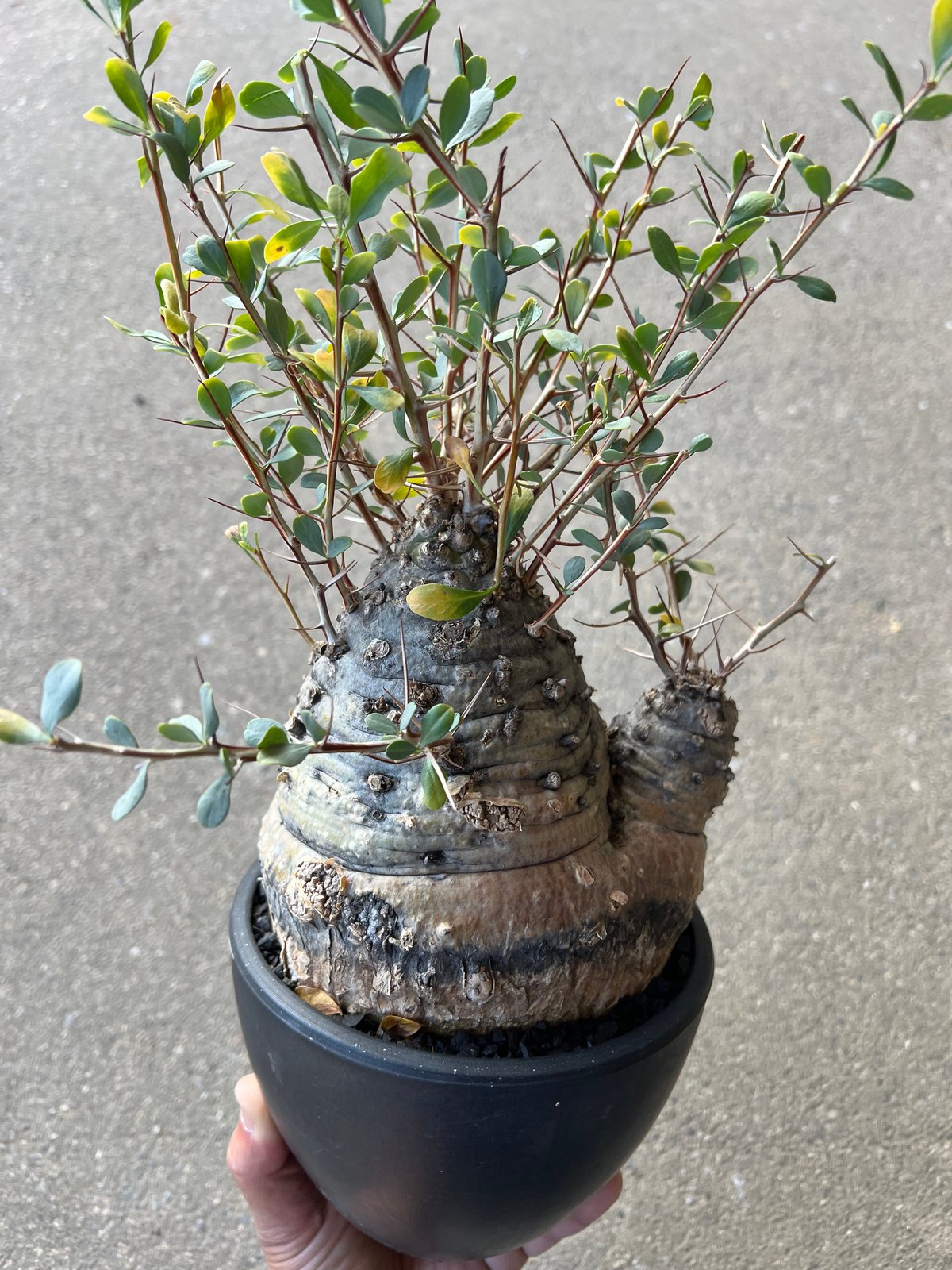 フォークイエリア コルムナリス 観峰玉 | STELLA.PLANTS