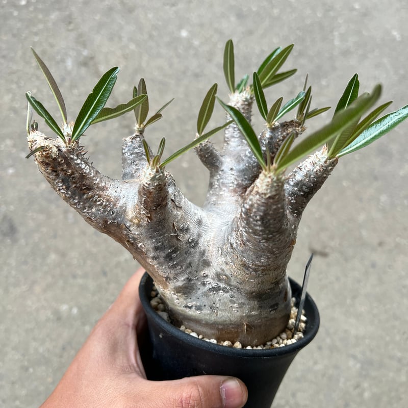 【希少】パキポディウム　イノピナツム　発根済み　大きめ パキポディウム イノピナツム | hanayoshi-botanical
