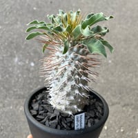 ドルステニア ギガス ブラータ | STELLA.PLANTS