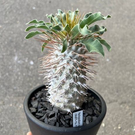 パキポディウム ナマクアナム 実生 塊根植物 コーデックス Pachypodium namaquanum【パキポディウム・ナマクアナム・光堂