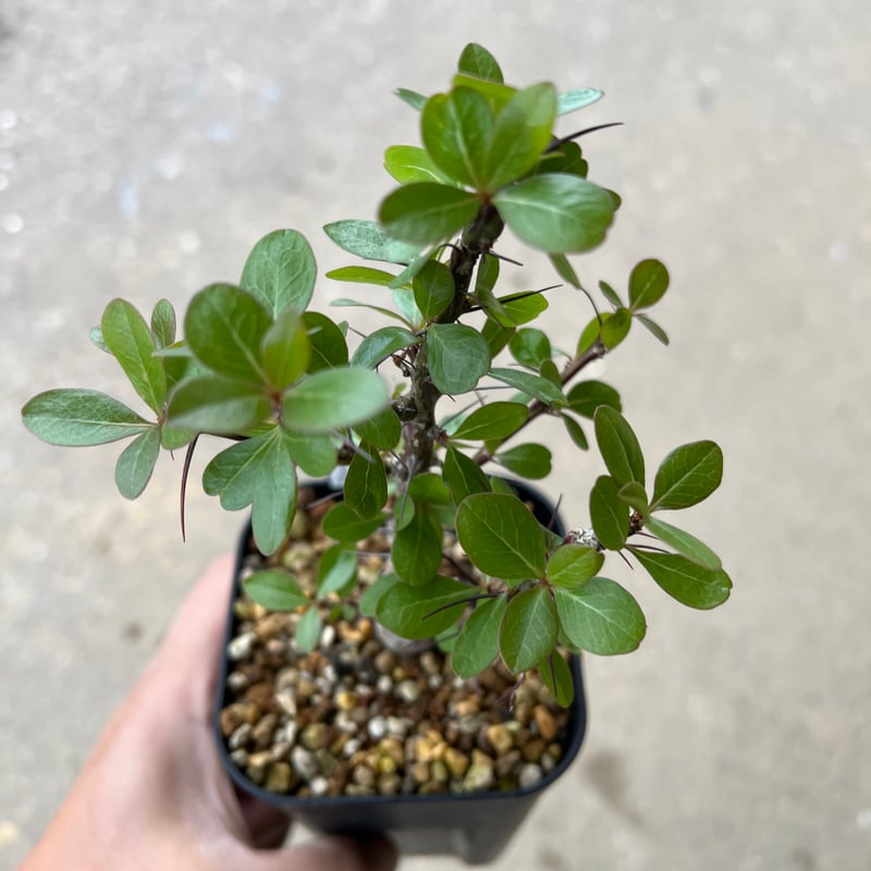 フォークイエリア ファシクラータ | STELLA.PLANTS フォークイエリア ファシクラータ | STELLA.PLANTS