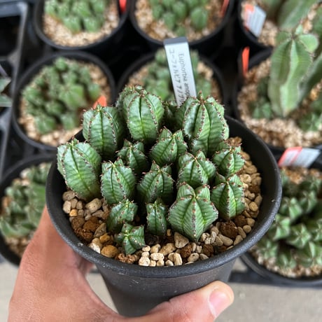 棘.PLANTS 棘.PLANTS Amazon.com : Outsidepride Polygonum Capitatum Pinkhead