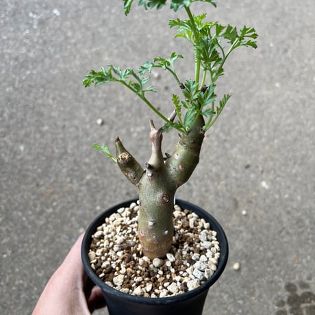 クリズミフォリウム | STORES