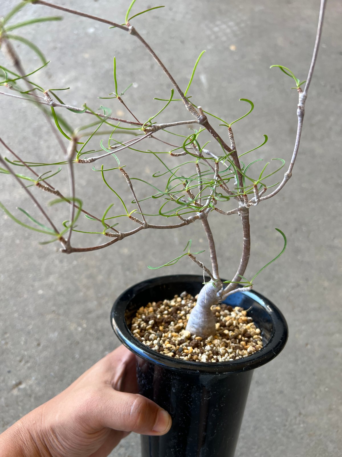 ユーフォルビア ヘディオトイデス | STELLA.PLANTS