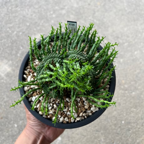 ユーフォルビア フラナガニー綴化3