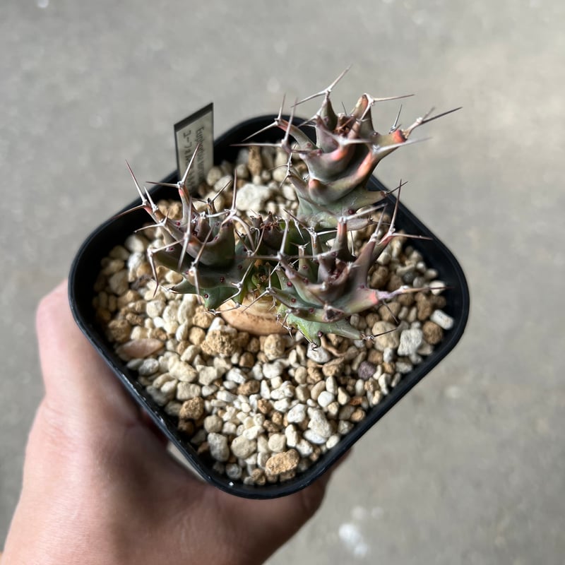 ユーフォルビア トルチラマ1 | STELLA.PLANTS ユーフォルビア トルチラマ1 | STELLA.PLANTS
