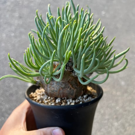 ペアルソニー | STORES