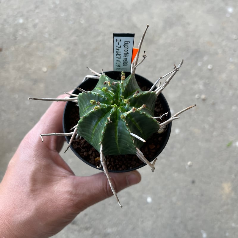 ユーフォルビア バリダ、メス株 1 | STELLA.PLANTS