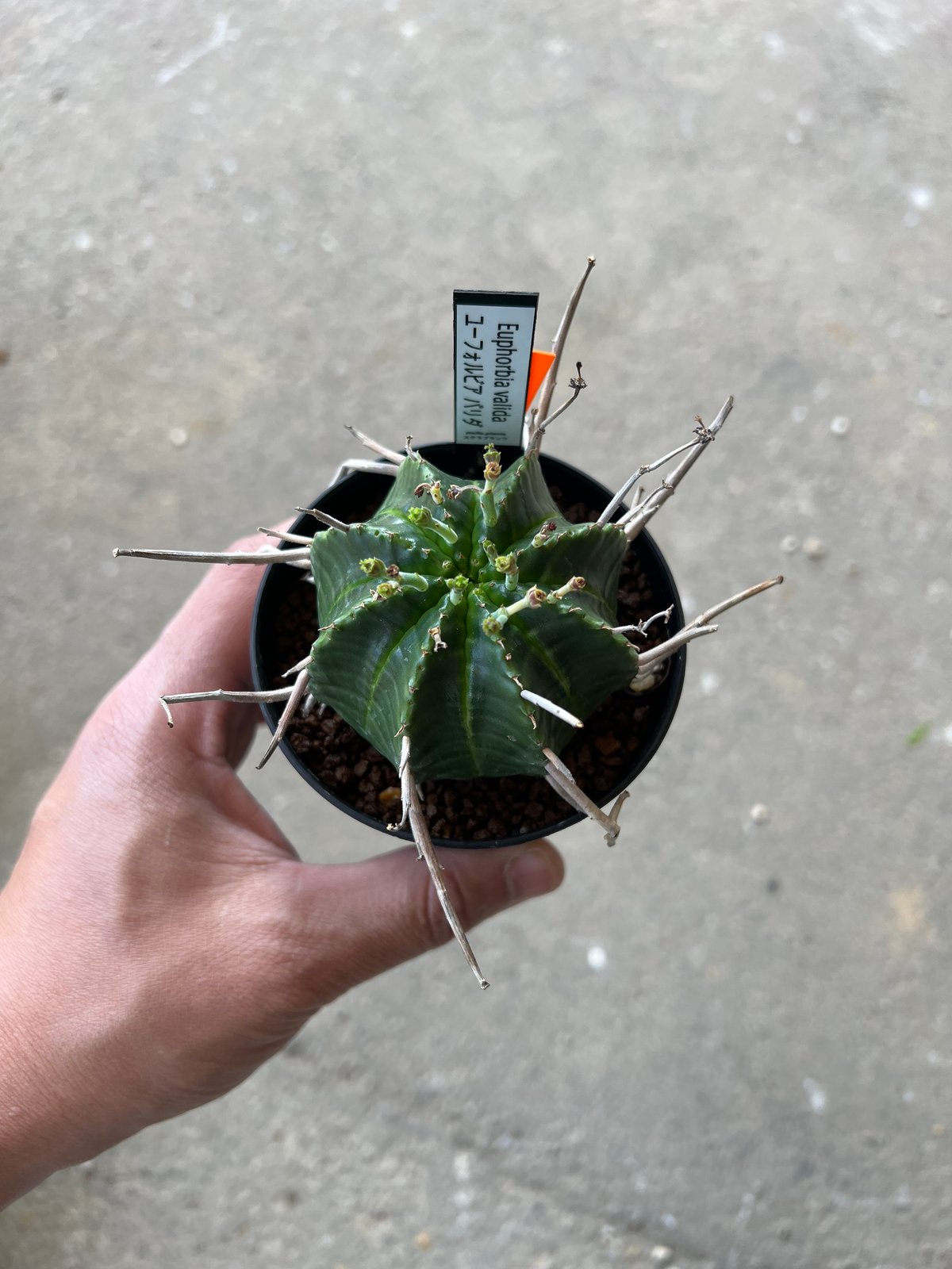 ユーフォルビア バリダ、メス株 1 | STELLA.PLANTS