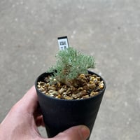 モンソニア ペニクリナム1