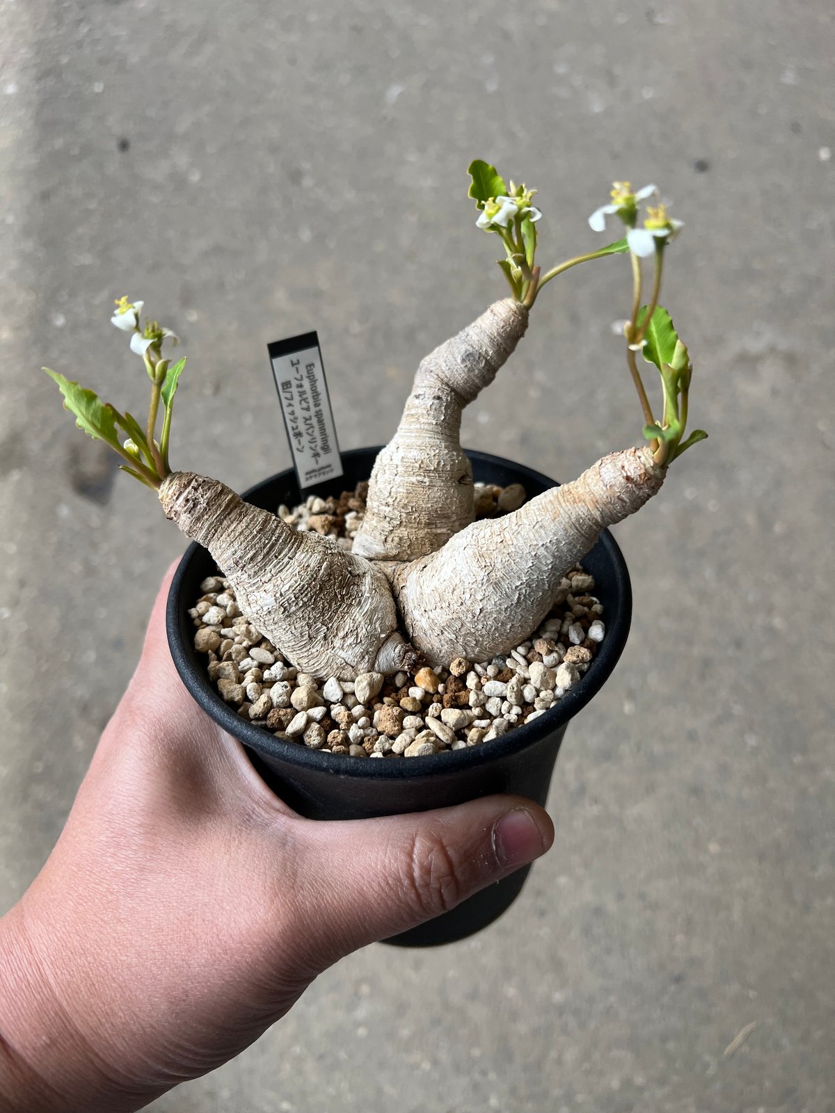 現地球 発根済 多頭ユーフォルビアスパンリンギー ユーフォルビア スパンリンギー | STELLA.PLANTS