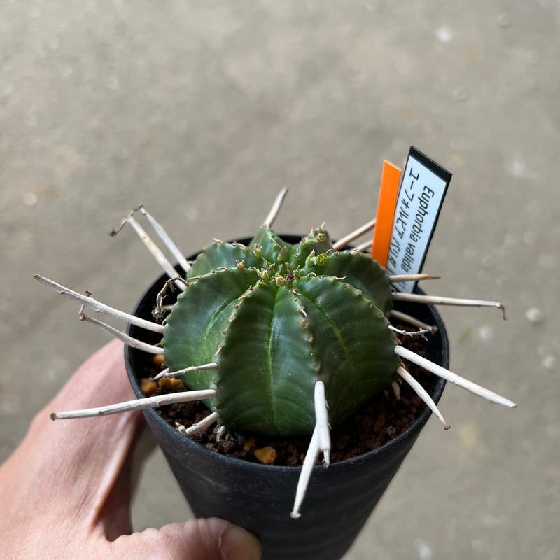 ユーフォルビア バリダ、メス株 2 | STELLA.PLANTS