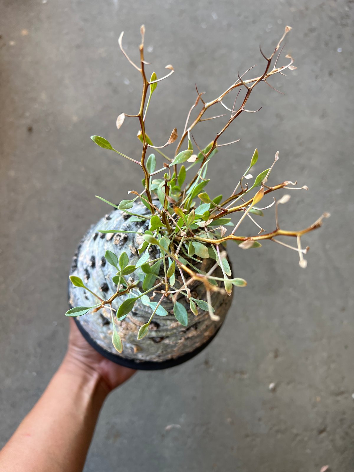 フォークイエリア コルムナリス 観峰玉 | STELLA.PLANTS フォークイエリア コルムナリス 観峰玉 | STELLA.PLANTS
