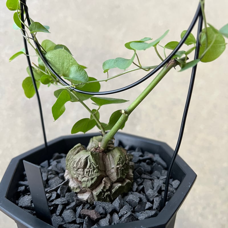 アフリカ亀甲竜 | STELLA.PLANTS