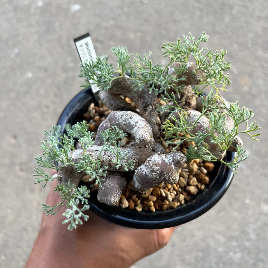 66deb1585015b20166f4249f