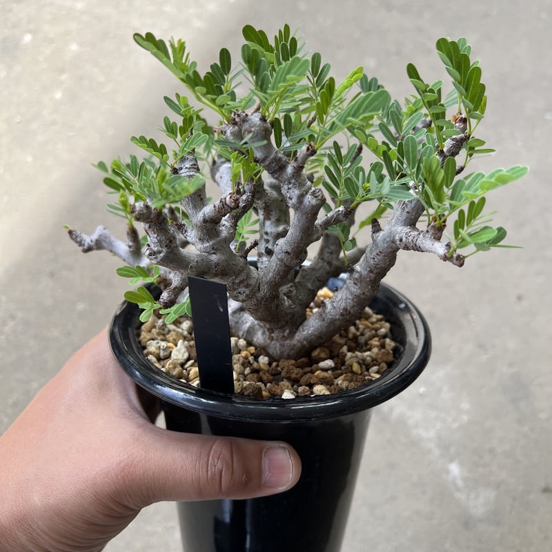 センナ メリディオナリス 幹割れ見る度に嬉しくなるセンナ🪴 もう一株丸いの入手して作り