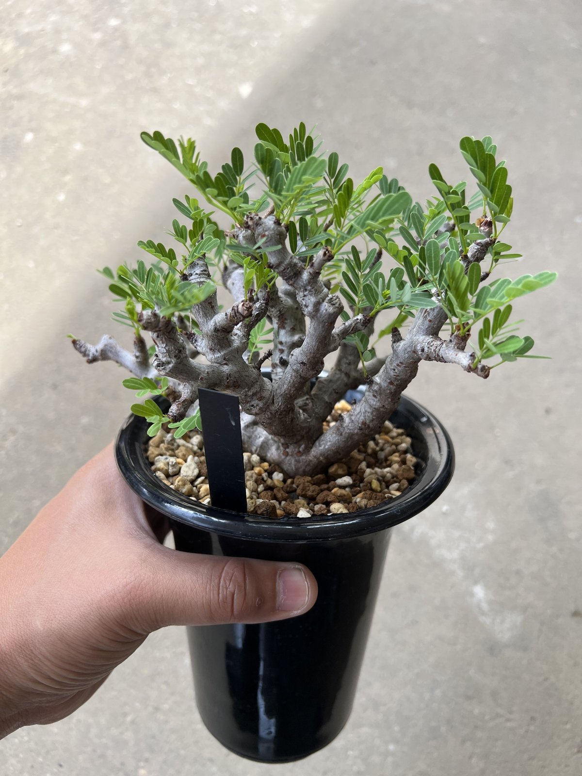 センナ メリディオナリス | STELLA.PLANTS センナ メリディオナリス | STELLA.PLANTS