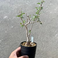 パキコルムス ディスカラー 2