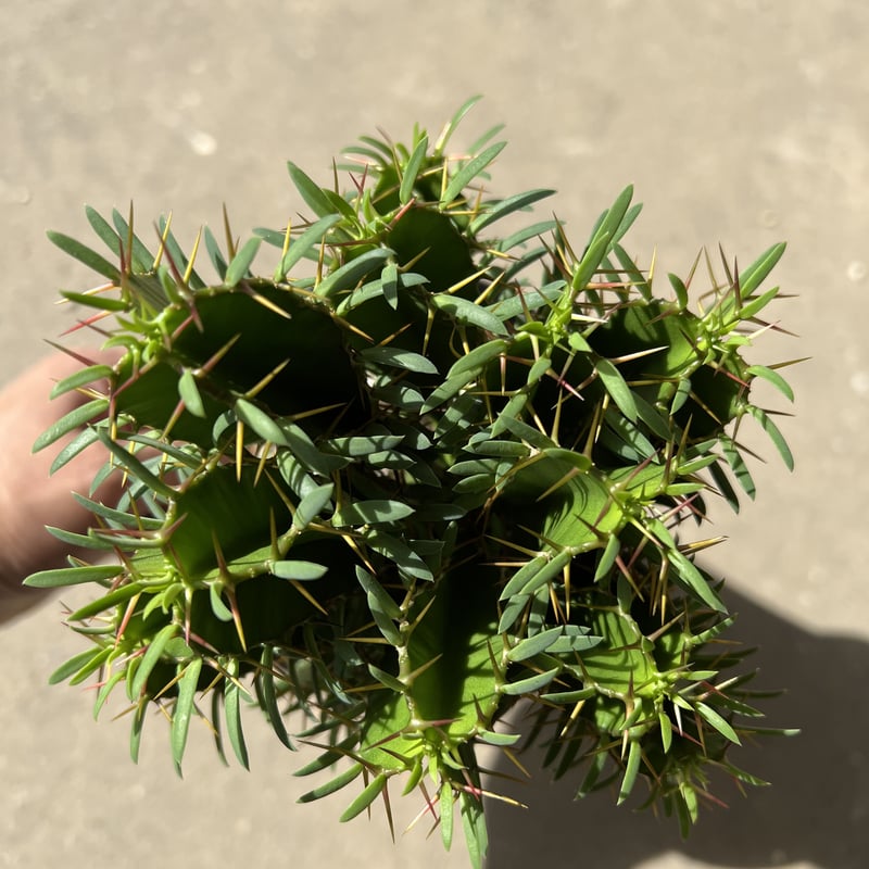 ユーフォルビア ムランジーナ | STELLA.PLANTS