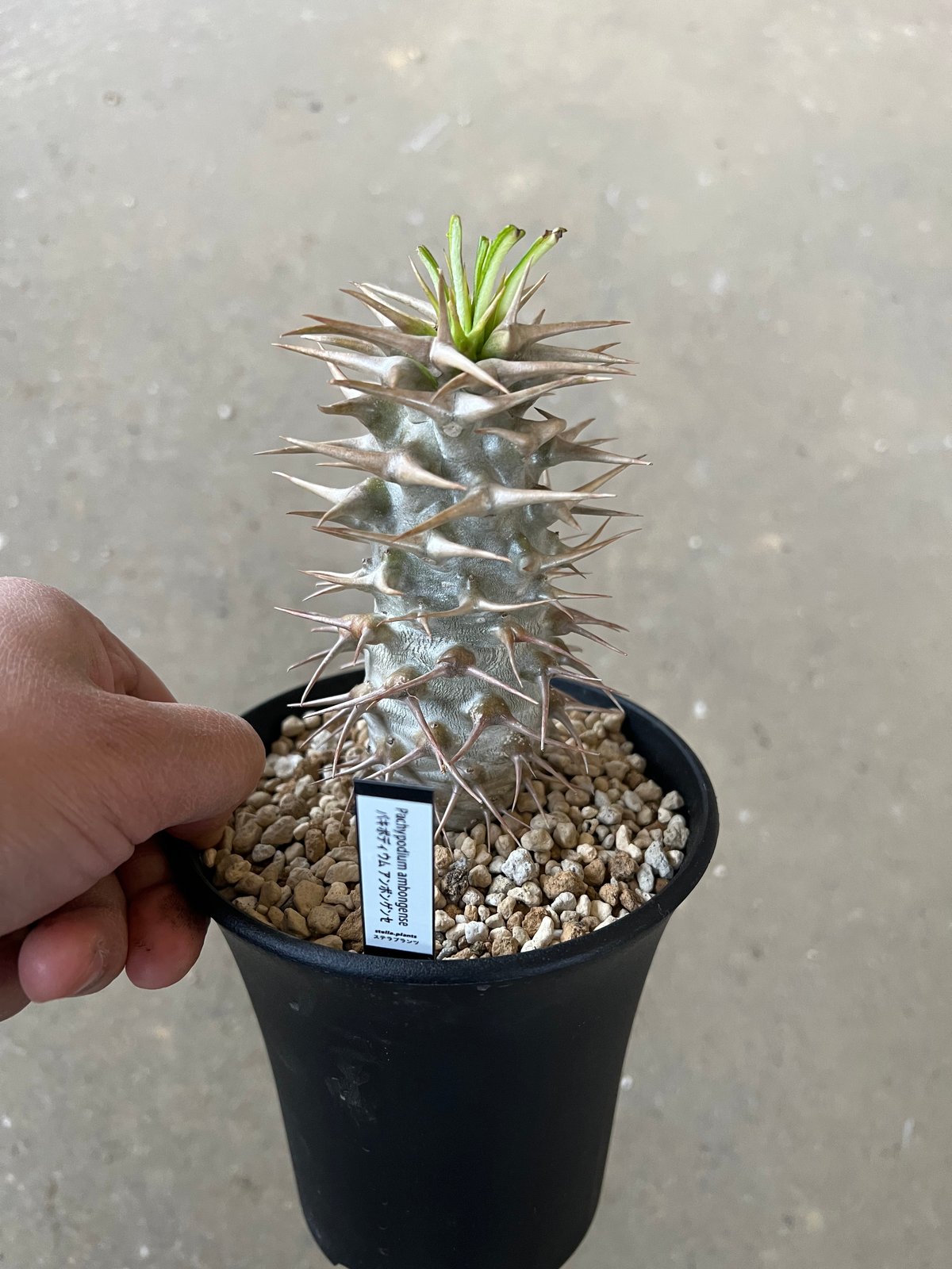 パキポディウム アンボンゲンセ | STELLA.PLANTS パキポディウム アンボンゲンセ | STELLA.PLANTS