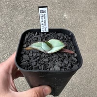 アガベ エボリスピナ×ブラック&ブルー4 | STELLA.PLANTS