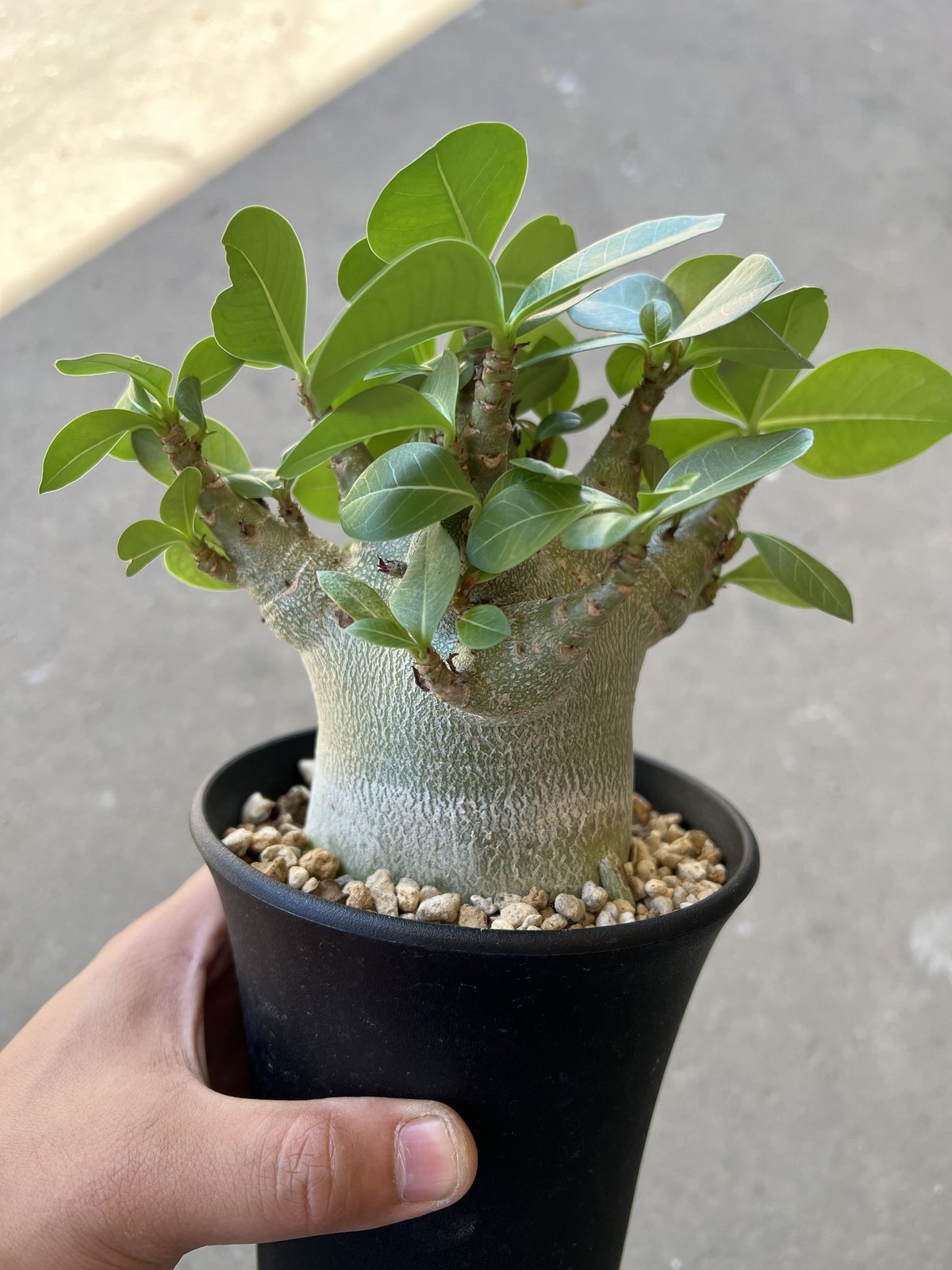 アデニウム アラビカム ドワーフタイプ | STELLA.PLANTS アデニウム アラビカム ドワーフタイプ | STELLA.PLANTS