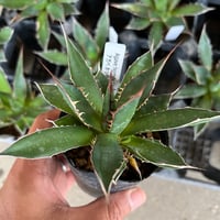 Agave horrida ホリダ