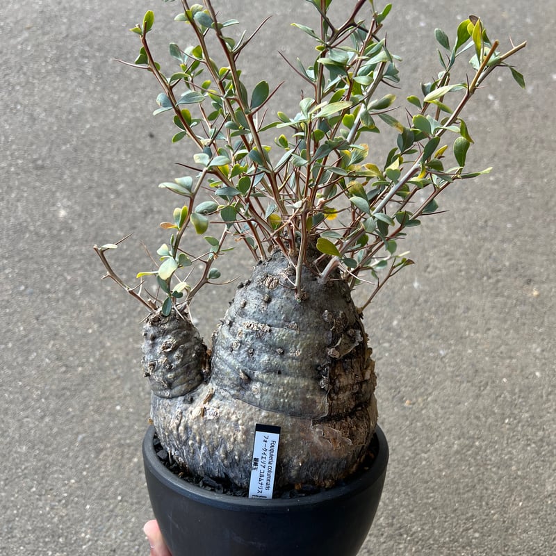 フォークイエリア コルムナリス 観峰玉 | STELLA.PLANTS