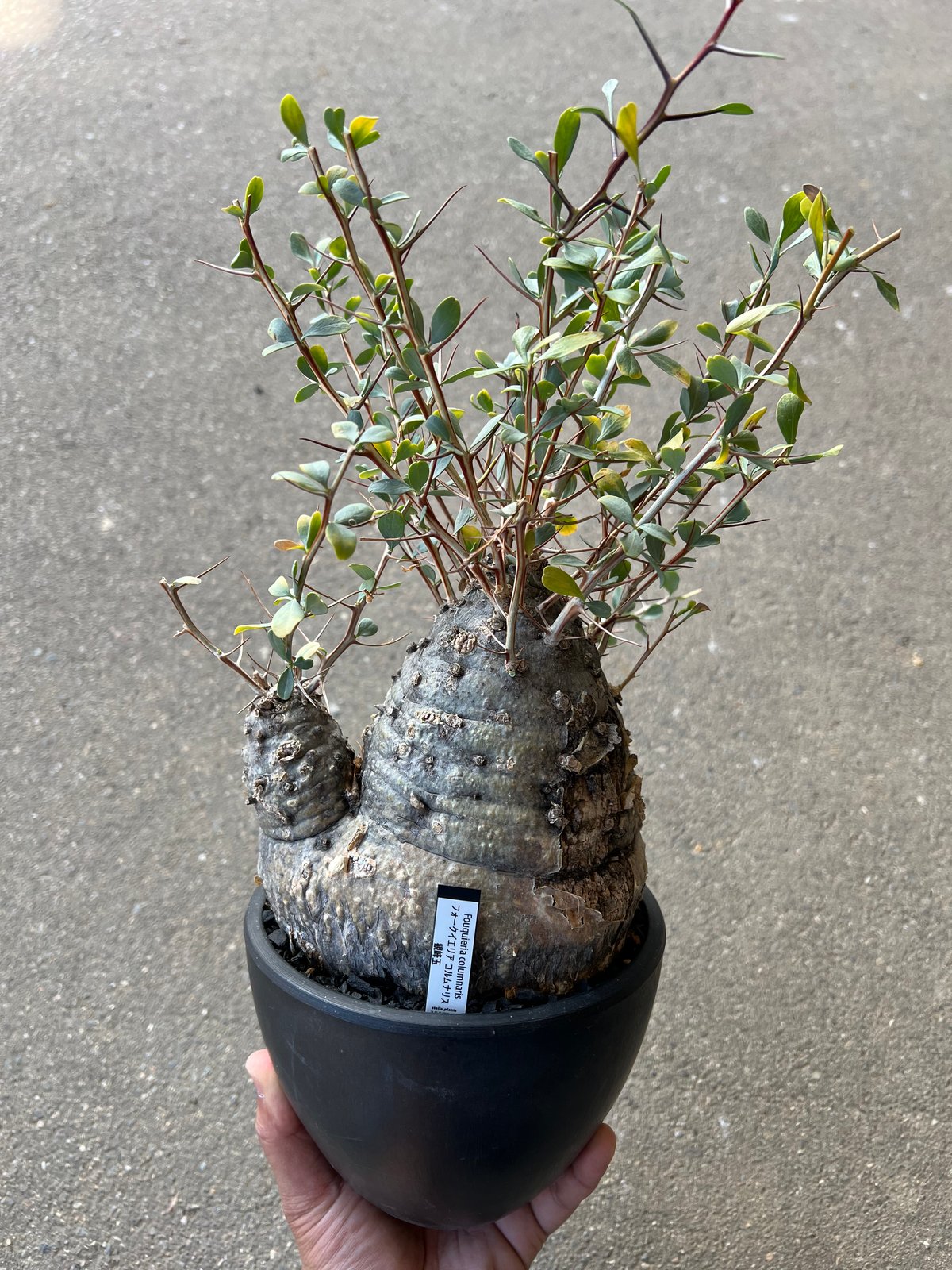 フォークイエリア コルムナリス 観峰玉 | STELLA.PLANTS