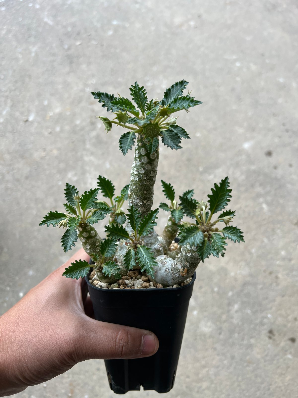 台座発根済みユーフォルビア ホルウッディ fit=scale-down,w=1200