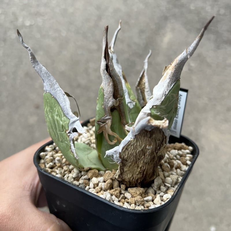 Agave Oaxaca oteroi | STELLA.PLANTS Agave Oaxaca oteroi | STELLA.PLANTS