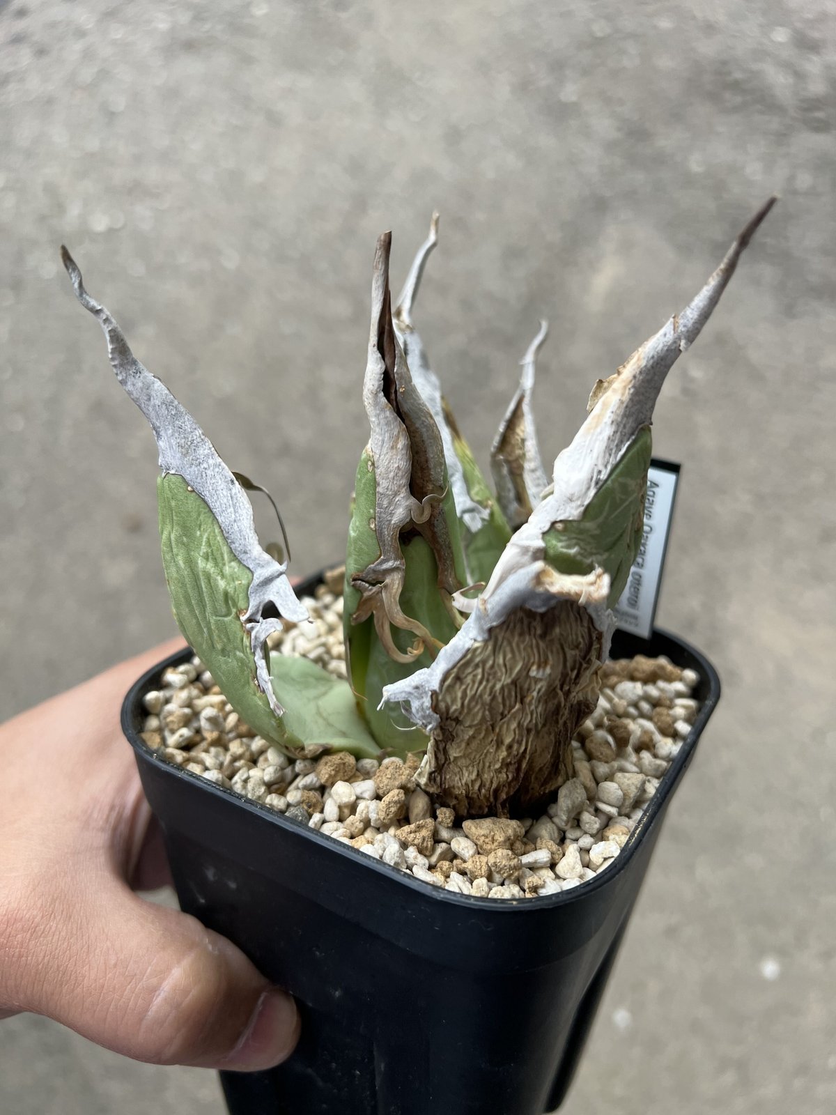 oaxaca oteroi Blue special 現地実生 ブルースペシャ oaxaca oteroi Blue special 現地実生 ブルースペシャ Agave