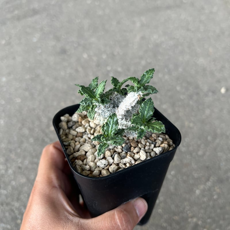 ユーフォルビア トゥレアレンシス | STELLA.PLANTS