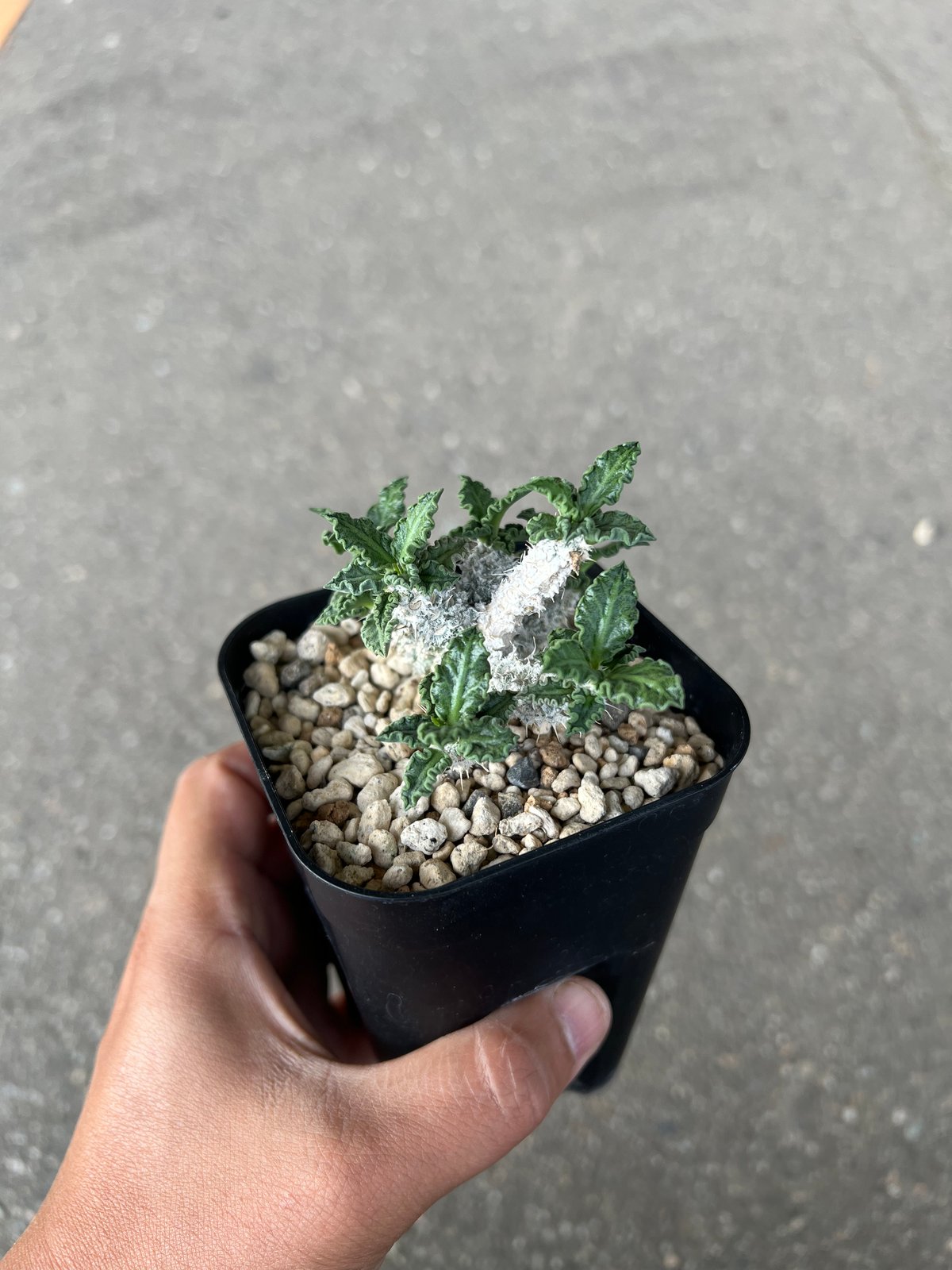 ユーフォルビア トゥレアレンシス | STELLA.PLANTS