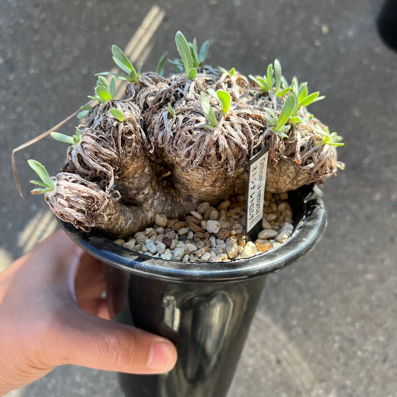 ユーフォルビア　オトンナ　レトロルサ　大株 オトンナ レトロルサ | STELLA.PLANTS