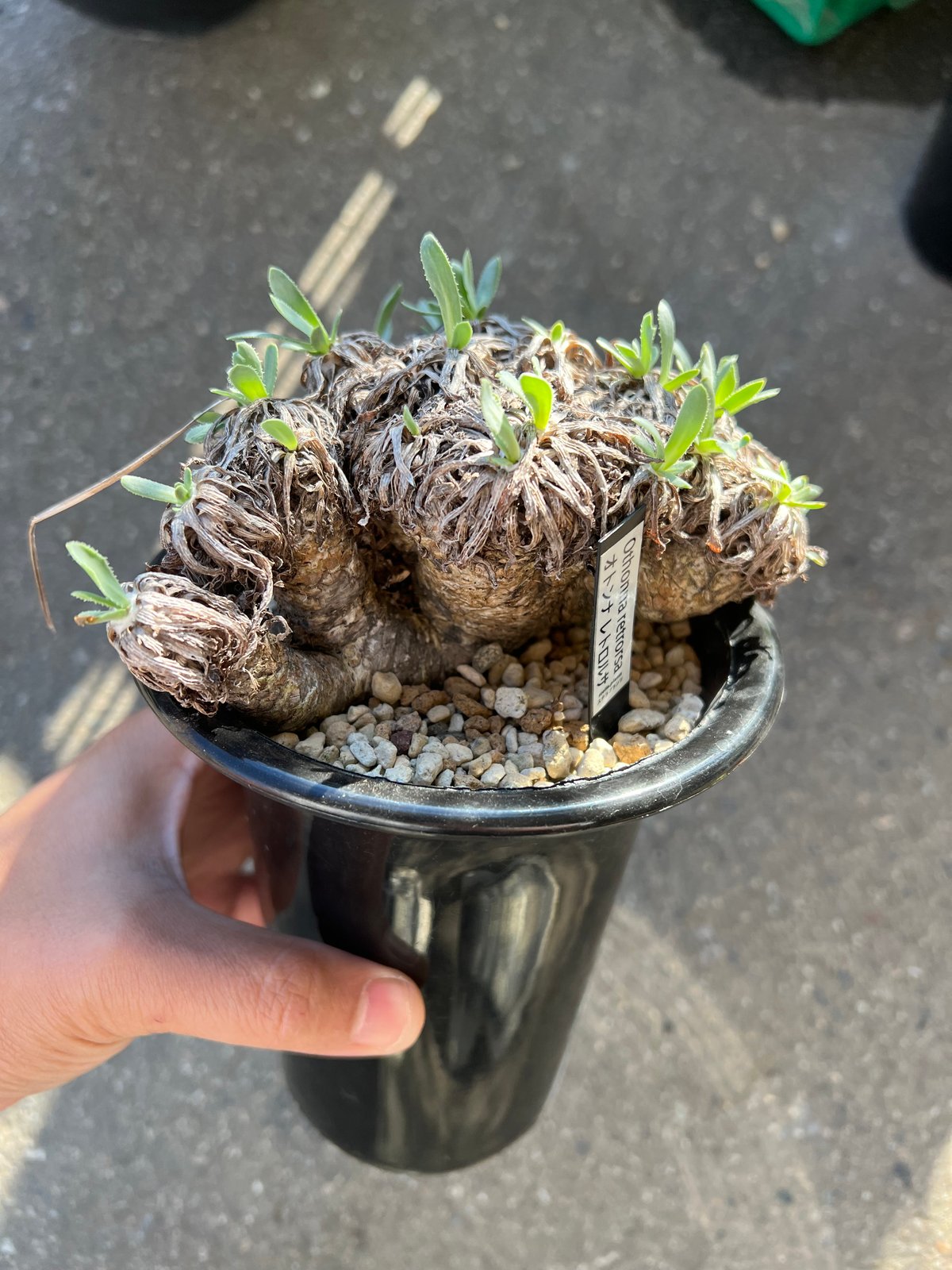 オトンナ レトロルサ | STELLA.PLANTS