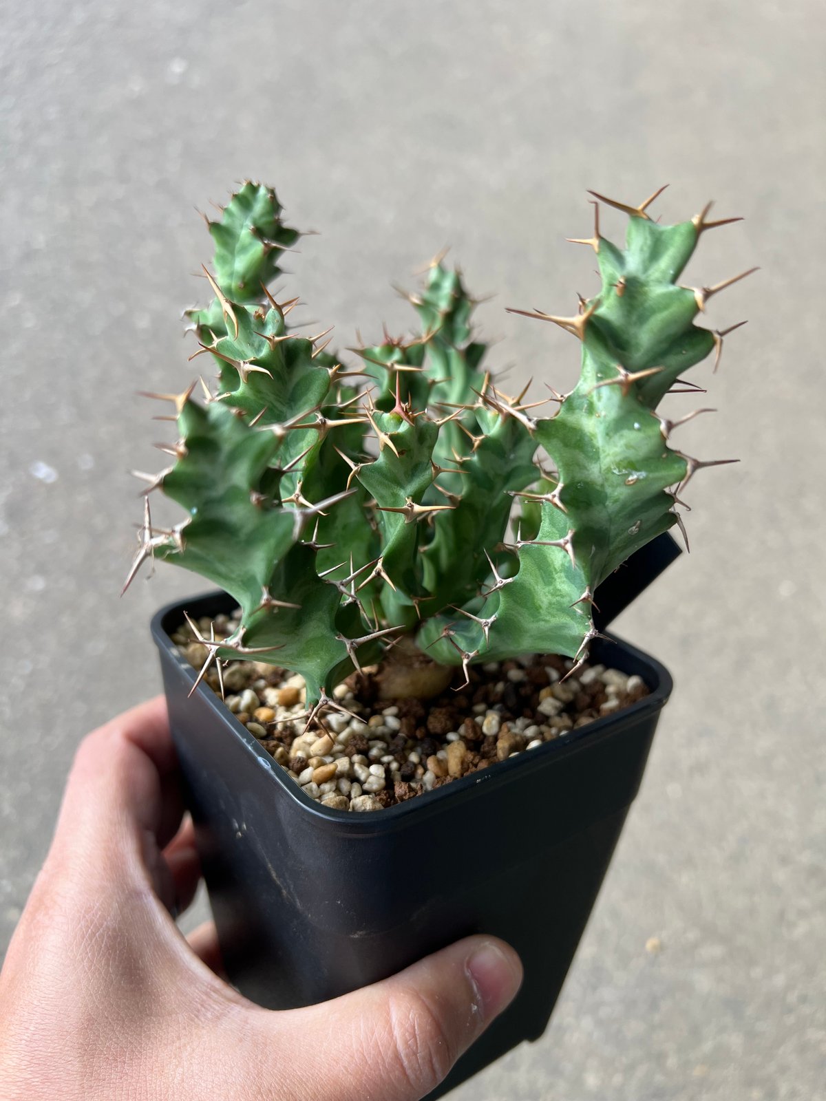 ユーフォルビア　ペルシステンス　鉢ごと発送 ユーフォルビア ペルシステンス1 | STELLA.PLANTS