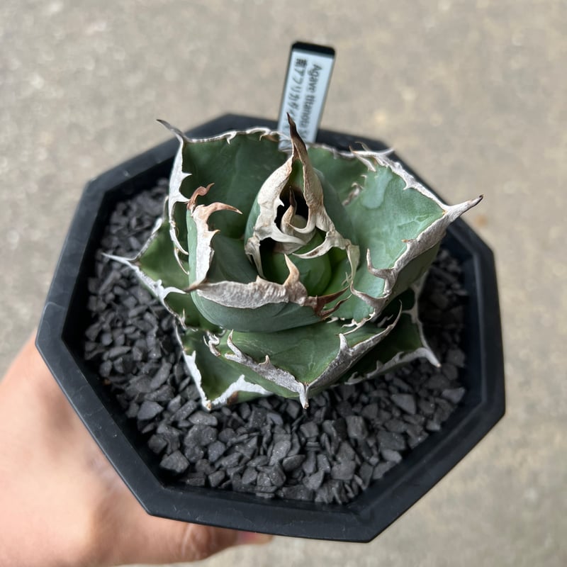 アガベ SAD アガベ SAD（南アフリカダイヤモンド） | STELLA.PLANTS