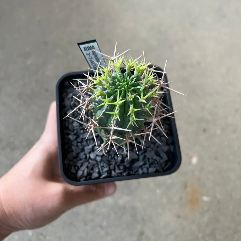 ユーフォルビア 群星冠1 | STELLA.PLANTS